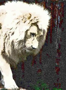albino-lion, @Woxy, crop&