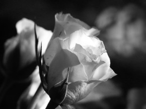 pink rose - black&white