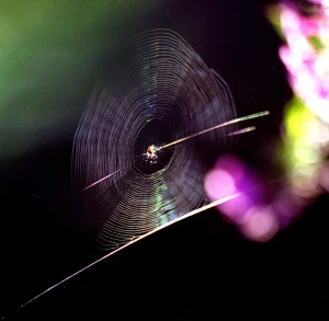 Spider, 3
