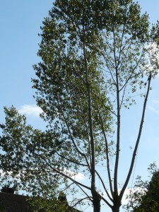 I mourn the shimmer and music of its leaves.