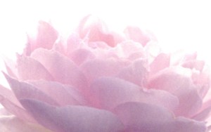 Rose, autum 4 low crop 2