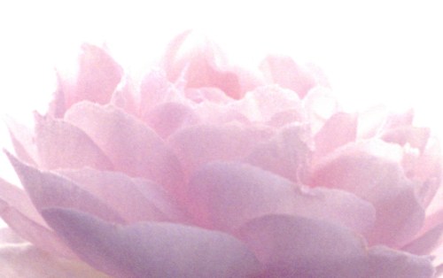 Rose, autum 4 low crop 2