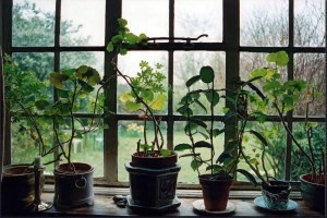 at Roughwood,window13-04-04