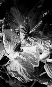 Whirling Hosta