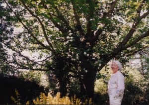 The year roses grew in the tree.