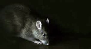 RAT - damballaproductions.deviantart.com