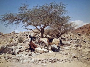 Israel, Carlos, 71, Anna Karina - smaller still