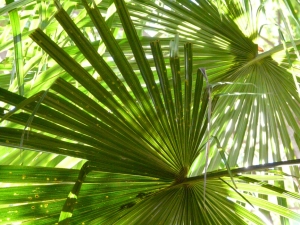 palm roof