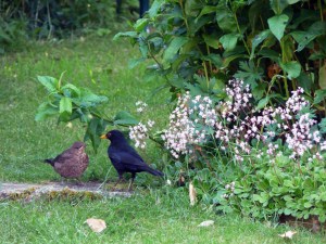 My resident blackbird family.