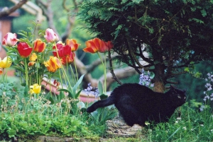 Cat, Jetty and Tulips - lower