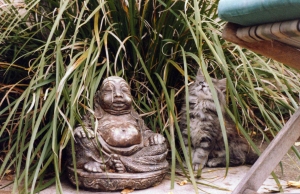 Cat, Suzuki with Buddha, bliss - Copy