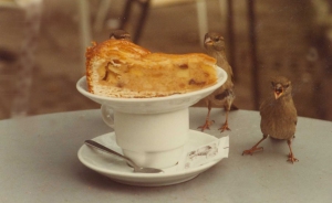 birds-and-cake