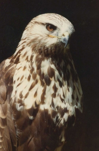 falcon-smaller-still